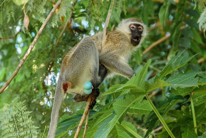 Vervet_monkey.jpg